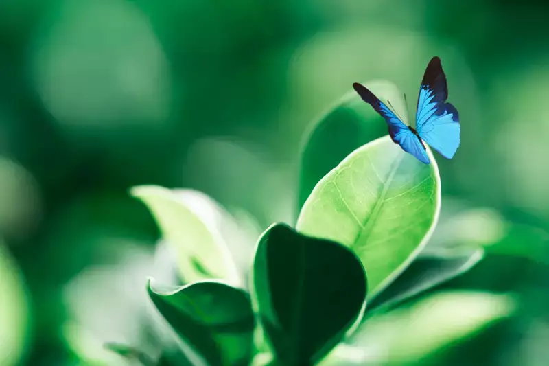 Organiser des obsèques en harmonie avec la nature