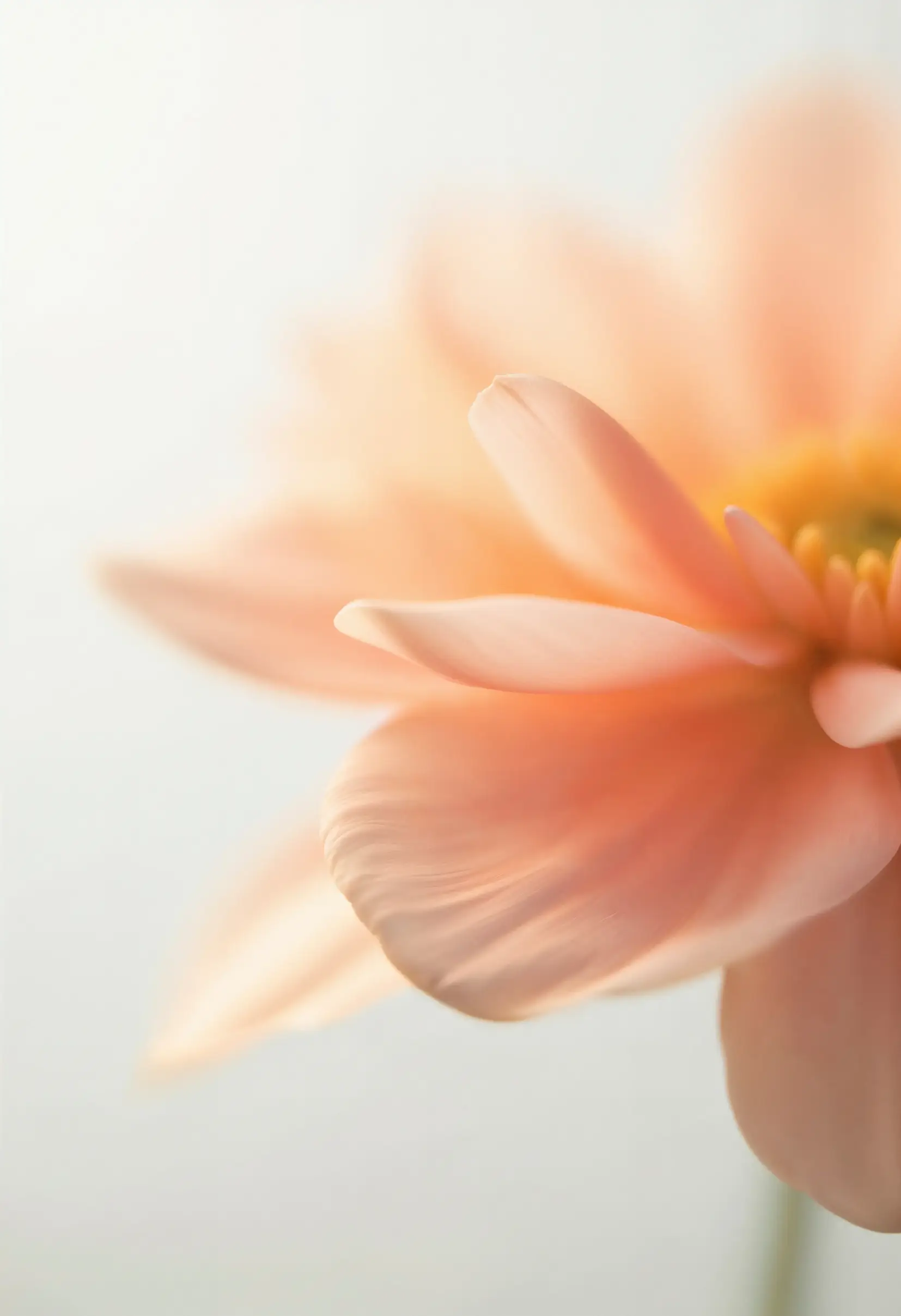/medias/site/national/Fleurs/ethereal-flower-studio%20(1).webp