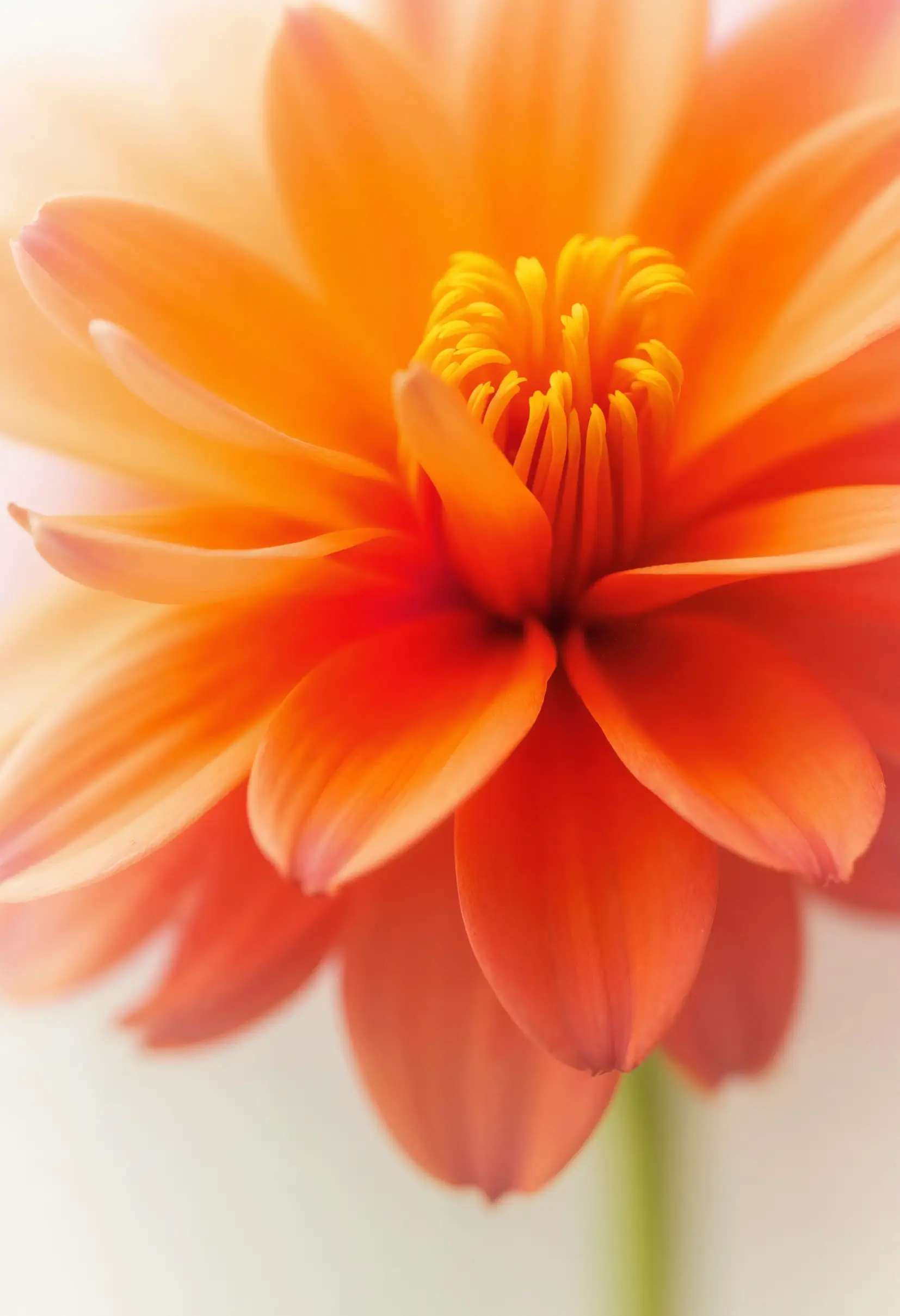 Chrysanthèmes en pot sur une tombe pour la Toussaint à Blain